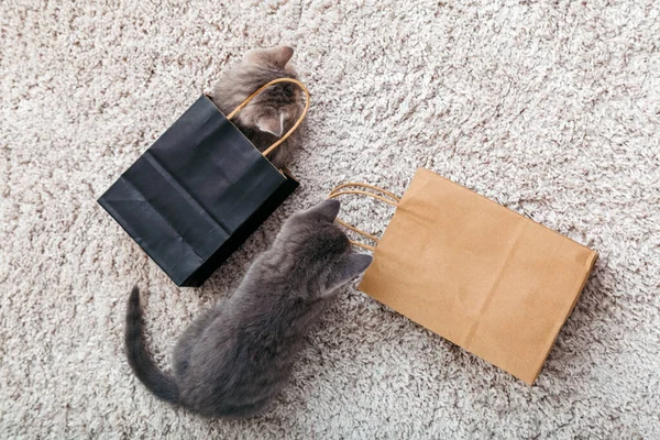 Adoráveis pequenos gatinhos tabby estão escondidos em sacos de compras de papel em casa no tapete. O gato parece estar fora do saco de papel. Presente no dia dos namorados gatinho no pacote surpresa. Conceito de compra de venda. Vista superior — Fotografia de Stock