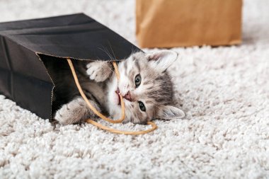 Kedi maması evde teslimat çantasını mahveder. Sevimli küçük tekir kedicik kese kağıdında saklanıyor. Sevgililer günü kedisine sürpriz bir hediye. Satın alma konsepti.