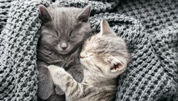 Couple cute kittens in love sleeping kissing on gray soft knitted blanket. Cats rest napping on bed. Feline love and friendship on valentine day. Comfortable pets sleep at cozy home. Top view banner — Stock Photo, Image