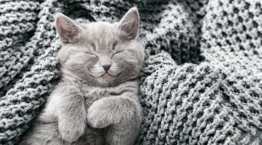 Gri İngiliz kedi yavrusu gri yumuşak örgü battaniyenin üzerinde yatıyor. Pençeli kedi portresi yatakta kestiriyor. Rahat bir evde uyuyan evcil hayvan. Üst Manzara. Uzun web pankartı