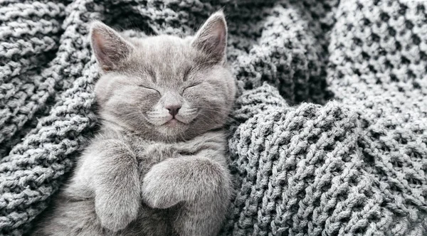 Γκρι βρετανικό γατάκι βρίσκεται σε γκρι μαλακή πλεκτή κουβέρτα. Πορτραίτο γάτας με πατούσες να ξεκουράζονται στο κρεβάτι. Άνετο κατοικίδιο ζώο κοιμάται στο άνετο σπίτι. Στο πάνω μέρος. Μεγάλο εικονίδιο ιστού — Φωτογραφία Αρχείου