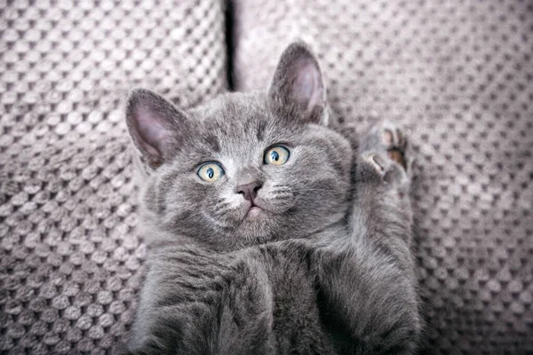 Gatinho britânico cinza encontra-se no sofá macio cinza. Retrato de gato com patas descansar cochilando na cama. pet confortável dormindo em casa aconchegante. Vista superior com espaço de cópia — Fotografia de Stock