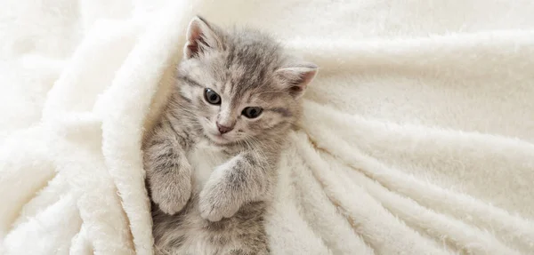 可爱的胖胖的小猫躺在白色柔软的毛毯上.猫在床上打盹休息.舒适的宠物睡在舒适的家。带有复制空间的长网页横幅. — 图库照片