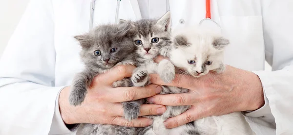 Cats in Vet doctor hands. Doctor veterinarian examining 3 three kittens. Baby cat in Veterinary clinic. Vet medicine for pets and cats. Kittens animal portrait. Long web banner