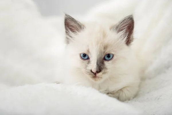 파란 눈을 가진 흰 고양이입니다. 아름다운 솜털흰 고양이의 모습. 고양이 고양이 고양이는 흰 바닥에 누워 카메라를 본다. 복사 공간 — 스톡 사진