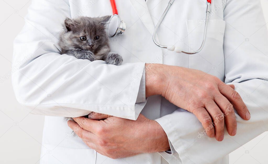 Veterinarian doctor hands in white uniform with stethoscope with fluffy gray kitten. Baby cat in Veterinary clinic. Veterinarian medicine for pet. Copy space White background.