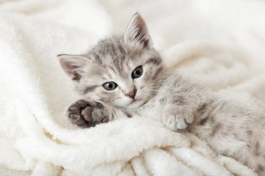 Pençesi beyaz yumuşak battaniyenin üzerinde uyuyan sevimli tekir kedi portresi. Kedi istirahatı yatakta kestiriyor. Rahat bir evde uyuyan evcil hayvan..
