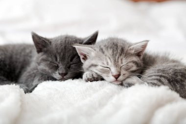 Aşk portresi içinde kedi ailesi. Sevgililer Günü aşkı için sevimli kedi burunları. Mutlu kedicikler birlikte uyur, rahatlar. Rahat ev hayvanı rahat rahat uyuyor tatlı rüyalar görüyor.