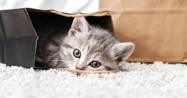 Entzückendes kleines gestromtes Kätzchen versteckt sich in einer Einkaufstasche aus Papier. Geschenk für Frau am Valentinstag Kätzchen in Paket Überraschung. Kaufkonzept. Katze in Liefertasche zu Hause auf Teppich. Langes Web-Banner — Stockfoto