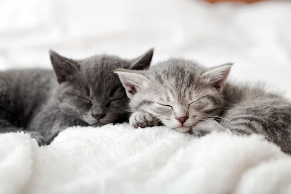 Kätzchenfamilie im verliebten Porträt. Entzückende Kätzchen-Nasen zum Valentinstag. Zwei glückliche Kätzchen schlafen entspannt zusammen. Gemütliche Heimtiere, die bequem schlafen, haben süße Träume. — Stockfoto
