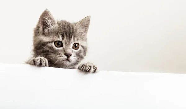 Cabeza de gatito con las patas hacia arriba mirando sobre el cartel blanco en blanco. gatito mascota curiosamente asomándose detrás de fondo blanco. Gato bebé tabby mostrando plantilla de pancarta. Banner web largo con espacio para copiar — Foto de Stock