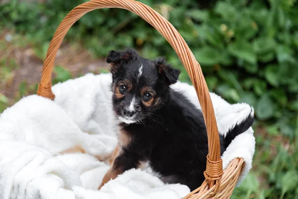 Yeni doğmuş köpek yavrusu dışarıda çekilmiş siyah köpek portresi. Sevimli evcil hayvan yavrusu sepette kayıp. Köpek hediye olarak ya da beyaz ekose üzerinde sürpriz olarak bekliyor. — Stok fotoğraf