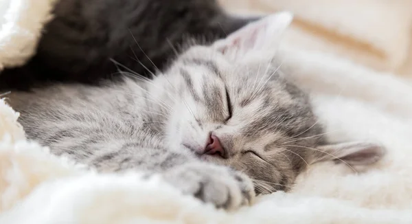 可爱的胖胖的小猫睡在白色柔软的毛毯上.猫在床上打盹休息.爱情与友谊。舒适的宠物睡在舒适的家。长网页横幅 — 图库照片