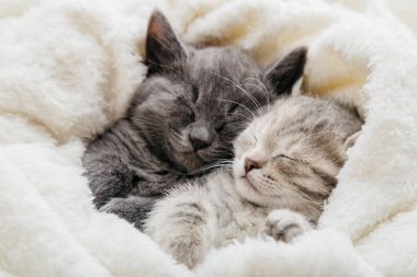 Pençeleri olan iki uykulu kedi yavrusu beyaz battaniyenin içinde rahat bir şekilde uyur. Aile kediler birlikte dinleniyor. İki gri ve tekir kedicik birbirine aşık..