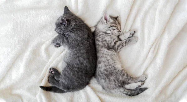 Dos lindos gatitos tabby durmiendo sobre una manta blanca y suave en forma de yin yang. Los gatos descansan durmiendo en la cama. Gatitos blancos y negros. Felino amor amistad. Las mascotas cómodas duermen en casa acogedora. Banner de vista superior — Foto de Stock