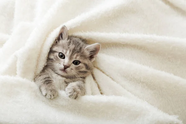 Gatinho bonito tabby encontra-se no cobertor macio branco. Descanso de gato cochilando na cama. pet confortável dormindo em casa aconchegante. Vista superior com espaço de cópia — Fotografia de Stock