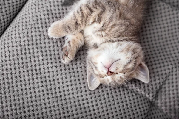 Niedliches gestromtes Kätzchen liegt kopfüber auf einer grauen Sofadecke. Mittagsschlaf auf dem Bett. Komfortables Haustier, das in gemütlichem Zuhause schläft. Draufsicht mit Kopierraum — Stockfoto