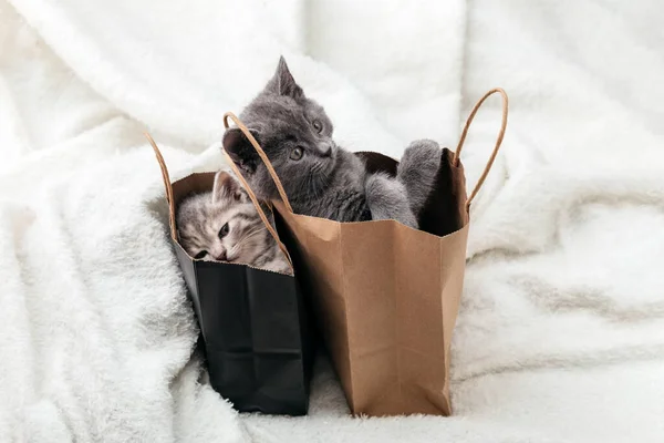 Cat looks out of paper bag. Gift on valentine day kitten in package surprise. Sale purchase concept. Adorable small tabby kittens are hiding in paper shopping bags. — Stock Photo, Image