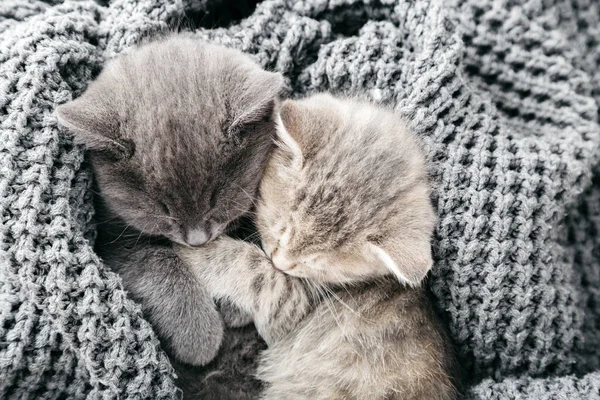 Par söt tabby kattungarna sova kyssar på grå mjuk stickad filt. Katter vilar och sover på sängen. Feline kärlek och vänskap på alla hjärtans dag. Bekväma husdjur sover i mysigt hem. Ovanifrån — Stockfoto