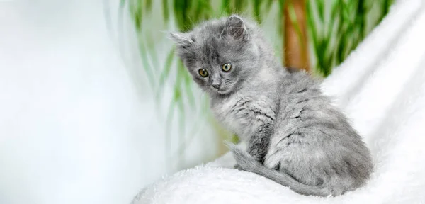 子猫は家の中に座っています。美しい灰色のふわふわの子猫の肖像画は、鍋で自宅の植物の近くに再生柔らかい白い上でリラックスします。ペットが横になってる。幸せな家畜の哺乳動物猫。長い網の旗 — ストック写真
