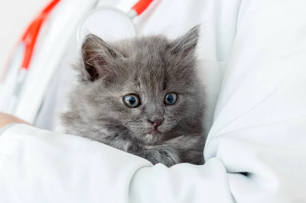 Das verschüchterte, flauschige graue Kätzchen in den Händen des Tierarztes im weißen Kittel mit Stethoskop. Kitten Portrait. Katzenbaby in der Tierklinik. Tierarzneimittel für Haustiere — Stockfoto