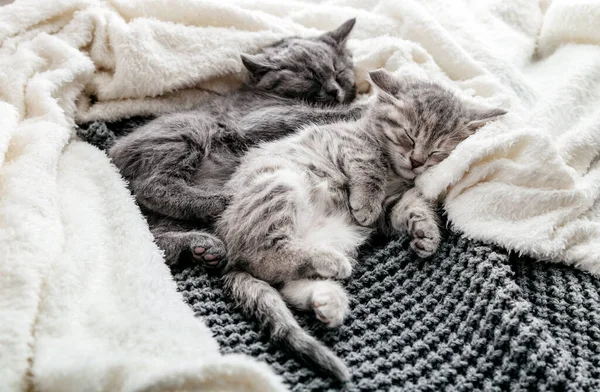 Kilka z 2 kociąt śpi przytulając się na szarym łóżku pokrytym białym kocem. Uściski kochają 2 koty. Rodzina czystorasowych kotów. Zwierzęta domowe mają komfortowo czuły odpoczynek. — Zdjęcie stockowe