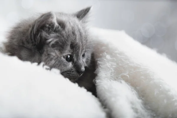 Flaffy gray kitten lying resting. Cat kid mammal animal pet with interested facial face look side on copy space. Small grey kitten at home onwhite plaid background. — Stock Photo, Image