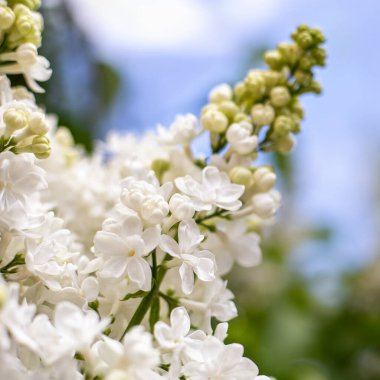 Beyaz leylak. Mavi gökyüzüne karşı leylak çalılarının üzerinde açan bahar çiçekleri. Doğal Beyaz Çiçek arkaplanı dışarıda.