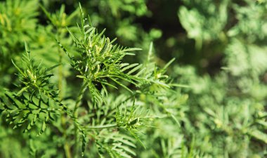Çiçek açan Ambrosia çalısı. Ragweed bitki alerjisi, zehirli çayır otları. Ragweed Ambrosia 'ya alerji. Çiçek açan polen artemisiifolia çayırdaki tehlike alerjisidir. Uzun web pankartı.