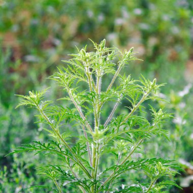 Çiçek açan ambrosia çalıları. Ragweed bitki alerjisi, zehirli çayır otları. Ragweed Ambrosia 'ya alerji. Çiçek açan polen artemisiifolia çayırdaki tehlike alerjisidir. Kare.