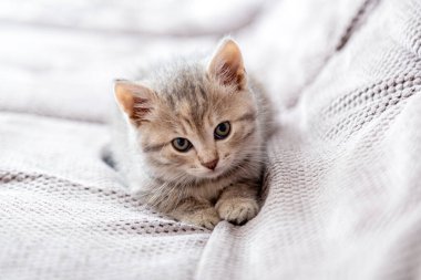 Kedi portresi. Kedi gri kanepeye uzanıyor. Kedi yatakta dinleniyor. Evcil hayvan rahat bir evde yatıyor.