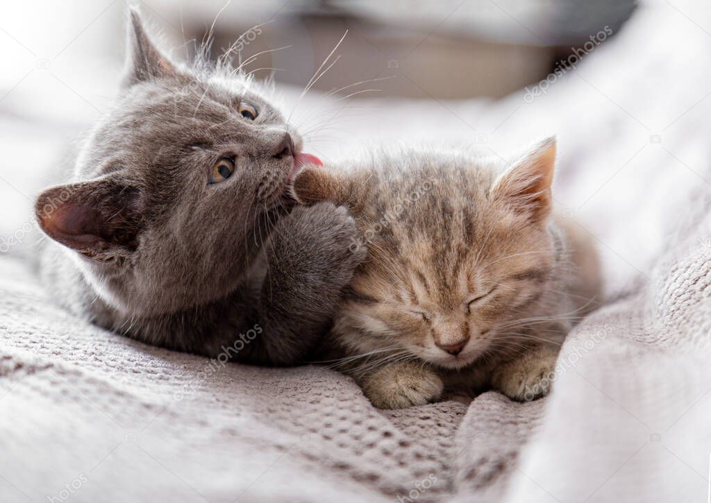 Small gray kitten licks ear of tabby kitten. Couple of kittens in love hugging, kissing. Sleepy kittens are gentle, take care of Cat family. Pets in cozy home on couch.