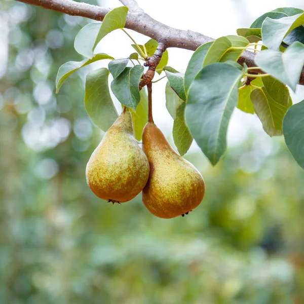 Pears grow on tree. 2 ripe pears grow on tree in garden. Delicious ripe pear fruits during autumn harvest at farm in orchard. Square.