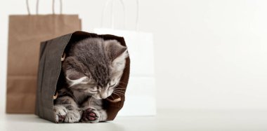 Küçük tekir kedicik kese kağıdında saklanıyor. Sevgililer gününde bir kadın için sürpriz bir hediye. Satın alma konsepti. Kedi teslimat torbasında. Kopyalama alanı olan uzun web pankartı