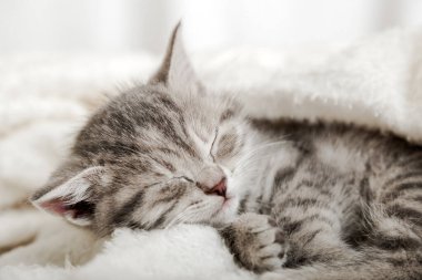 Şirin tekir kedicik beyaz yumuşak battaniyenin üzerinde uyuyor. Kediler yatakta kestirirler. Rahat bir evcil hayvan, rahat bir evde uyuyor. Kedi battaniyenin altında yastıkta uyuyor. Uzun Ağ Pankartı Kapat