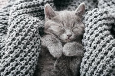 Gri kediciğin portresi. Rahat ol. Gri örgü arka planda uyu. Ev hayvanı şekerlemesi. Kedi yavrusu dinleniyor. Mutlu evcil hayvan kedisi tatlı rüyalar görür. Üst görünüm