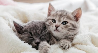 Şirin komik kedicikler. Kedi yüzleri battaniyenin altından dışarı bakıyor. Beyaz arka planda bir çift kedi portresi. Kediler yan gözle bakar. Uzun web pankartı