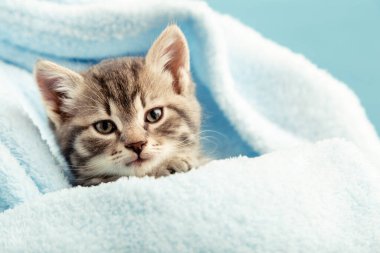 Pençeli kedi portresi. Mavi ekoseli şirin tekir kedicik. Yeni doğmuş kedi yavrusu, evcil hayvan yavrusu. Ev hayvanı. Kış sıcacık geçti. Kopyalama alanı ile yakınlaş.