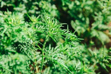 Ragweed bitki alerjisi, zehirli çayır otları. Çiçek açan Ambrosia çalısı. Ragweed Ambrosia 'ya alerji. Çiçek açan polen artemisiifolia çayırdaki tehlike alerjisidir.