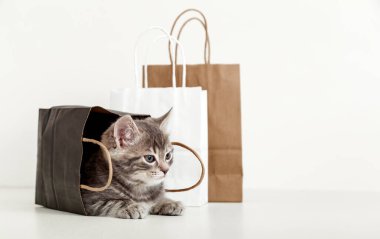 Küçük tekir kedicik kese kağıdında saklanıyor. Paketteki kedi mesaj için uzaya bakıyor. Beyaz arkaplanda fotokopi alanı olan satış satın alma kavramı