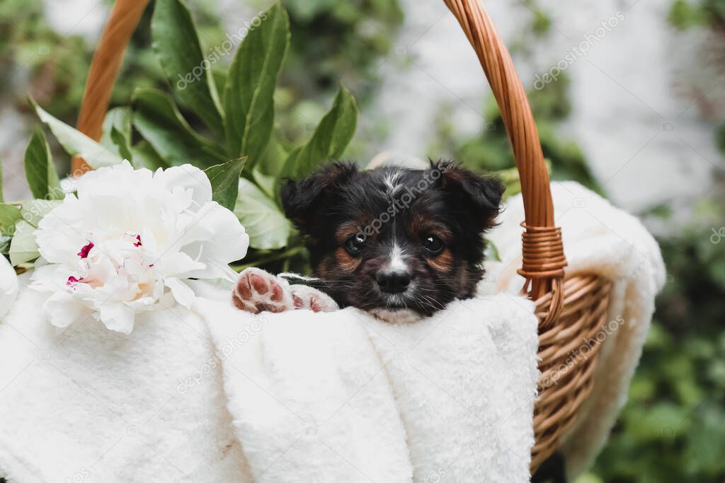 Black puppy portrait with raws sits in basket on white wall background. Happy dog gift present with bouquet of white peonies flowers outside in summer.