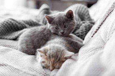 Gri kedi ve tekir kedicik evlerinde dinleniyorlar. Bir çift tüylü kedi yavrusu, rahat ev içlerindeki gri kanepede yatar. Evcil Kediler Uyuyan Kediler