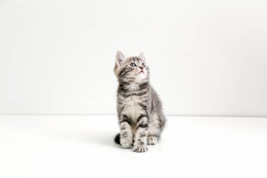 Beyaz arka planda fotokopi alanı olan küçük bir tekir kedi yavrusu. Şirin gri kedi çocuk. İlgili, soru soran yüz ifadesi olan çocuk..