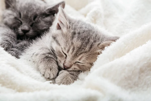 Sleeping tabby kitten hugs itself with paws. Family of kittens resting sleep on blanket with copy space. Beautiful little kitten curled up paws. Pets comfortable sleep on bed.