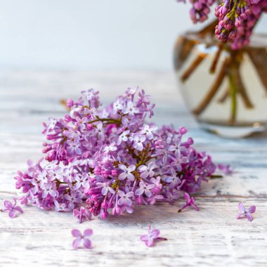 Beyaz ahşap masada, cam vazoda mor leylak. Bahar dalları açan leylak çiçekleri. Masada mor leylak dalı, gri ahşap arka planda çiçekli hayat. Kare