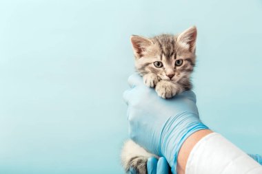 Doktor ellerinde çizgili gri kedi yavrusu mavi arka planda. Kedi veterineri muayene ediyor. Kedi bakımı, veteriner hayvan kliniğinde aşı. Sağlık hizmetleri evcil hayvanı. Uzun Web afişi kopyalama alanı.