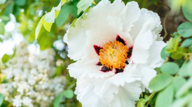 Beyaz şakayık çiçek açıyor. Güzel büyük bahar çiçekleri çalılıklarda çiçek açar. Ağaç şakayığı, Paeonia, bahçede oy hakkı. Çiçekçilik bahçıvanlığı. Kopyalama alanı olan uzun web pankartı.