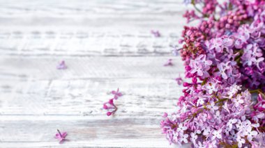 Mor leylak bahar dalları çiçek açan leylak şenliği çiçekleri. Kopya alanı olan uzun web afişi. Masada mor leylak dalı, gri ahşap arka planda çiçeklerle hayat..