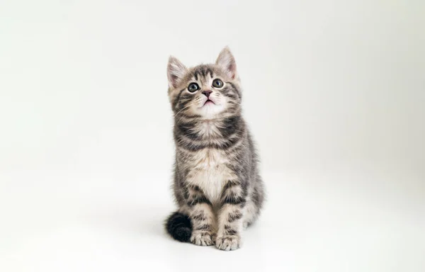 Cute Szary Kot Dziecko Zwierzę Zainteresowany Pytanie Wyraz Twarzy Twarzy — Zdjęcie stockowe