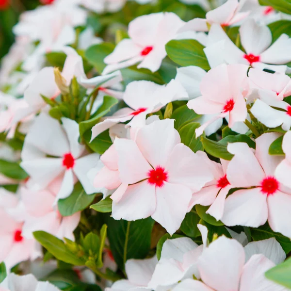 Catharanthus flores. Verão rosa flores brancas. Close up canteiro de flores de gramado de rua de flores tropicais, fundo natural. quadrado. — Fotografia de Stock